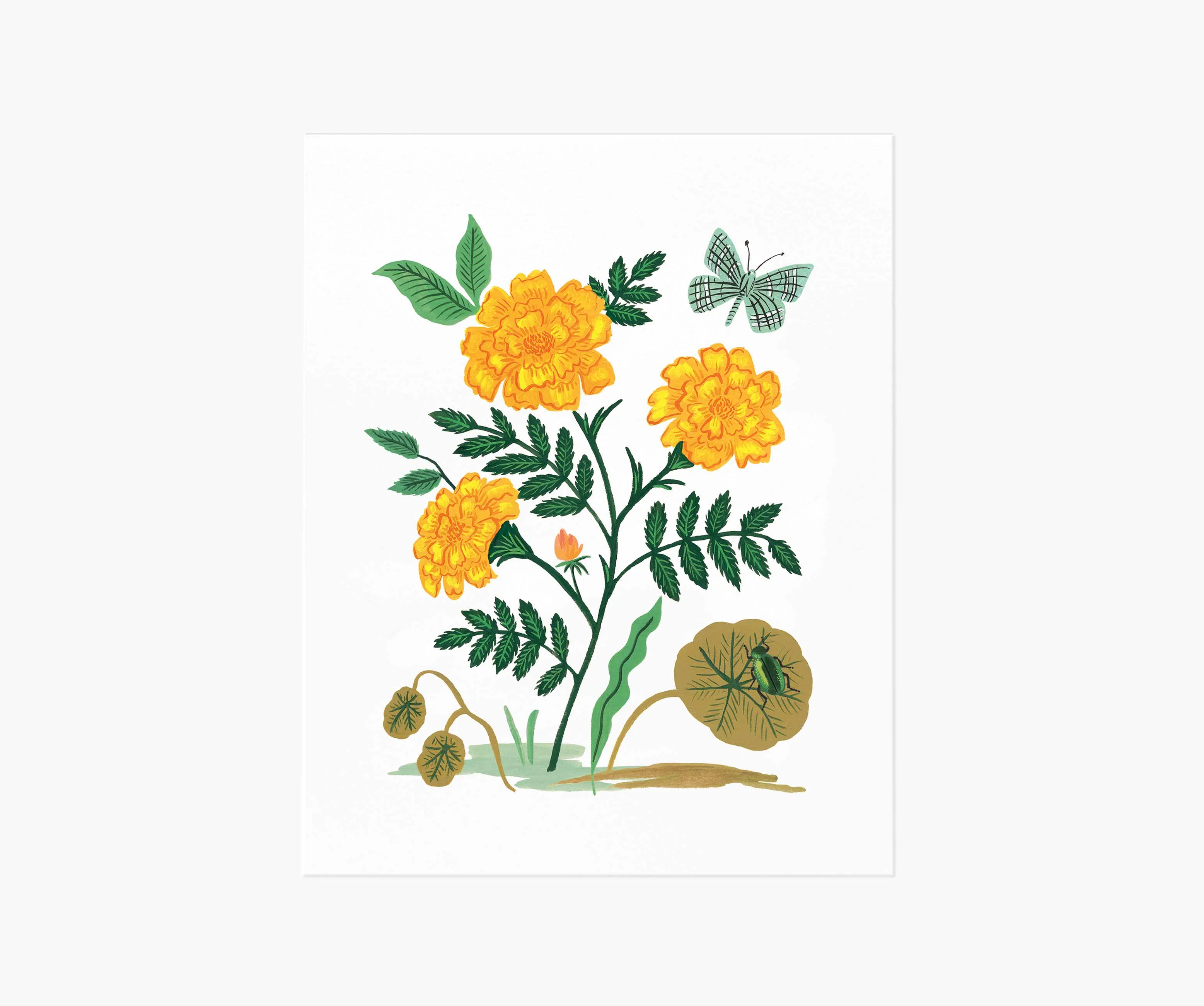 French Marigold Art Print